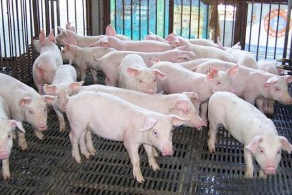 中国猪肉产量多少？产能缺口有多大？