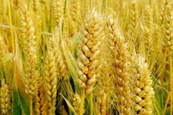小麦干热风发生在什么时期危害最大？什么是小麦干热风害