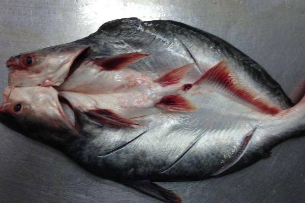 巴沙鱼带皮能不能吃，附常见做法