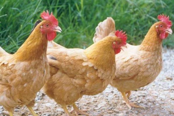 超市三黄鸡为什么便宜？是公鸡还是母鸡？