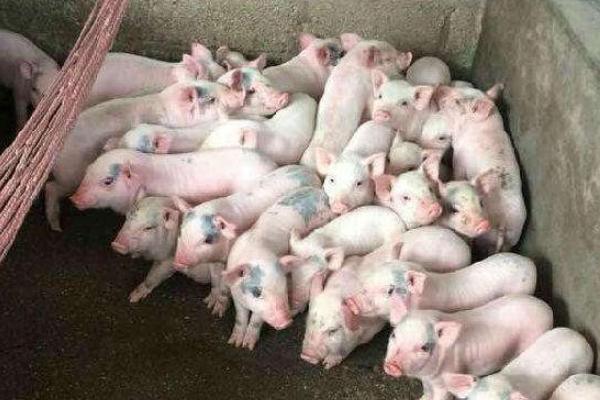 三十斤的小猪多少一头，一天吃多少料