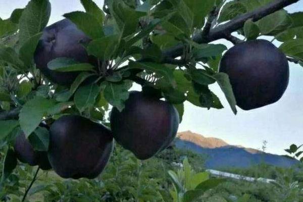 新品种黑苹果树