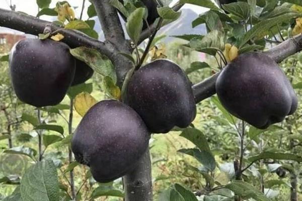 新品种黑苹果树