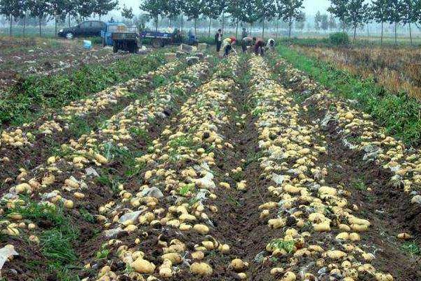 山东土豆种植时间