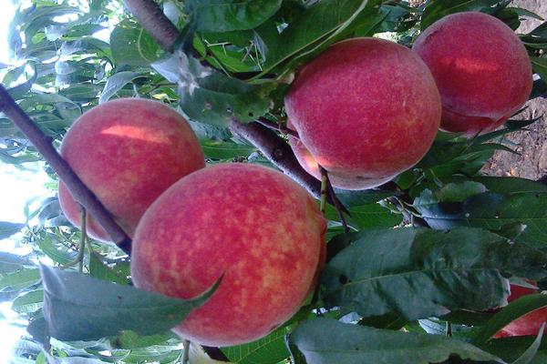 一颗桃树产多少斤