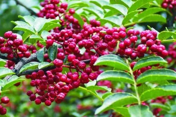 花椒种植市场饱和了吗，附花椒种植前景及利润分析