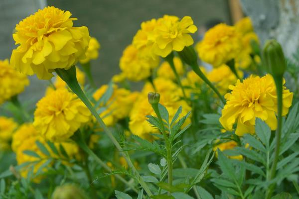 驱蚊植物哪种最好？驱蚊植物排行榜，夏天跟蚊虫说拜拜