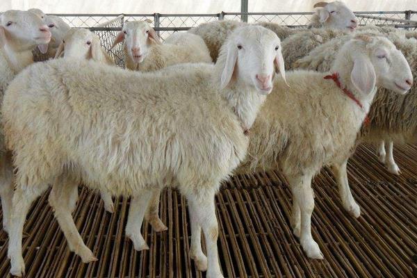 哪里小尾寒羊便宜，在中国的主要产地是哪里
