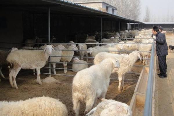 哪里小尾寒羊便宜，在中国的主要产地是哪里