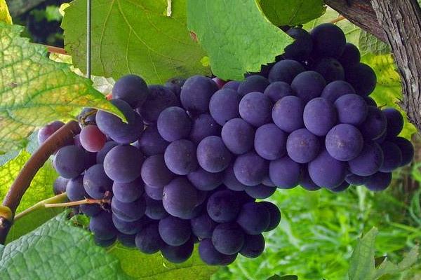常见的葡萄品种与图片介绍