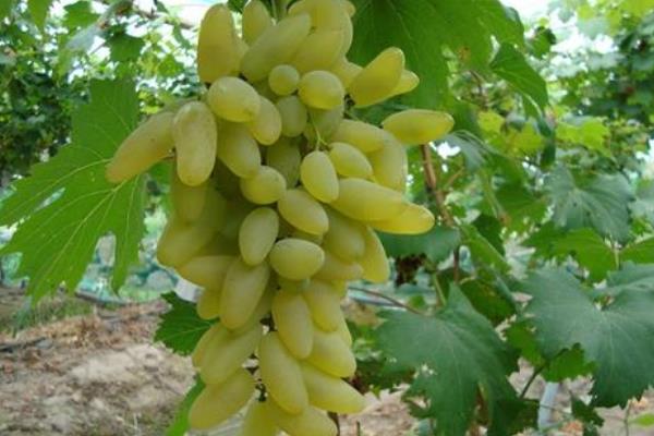 常见的葡萄品种与图片介绍