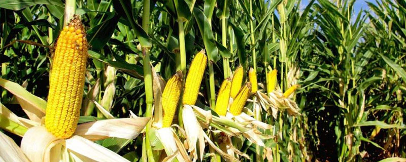 东农254玉米品种简介，亩产623公斤左右