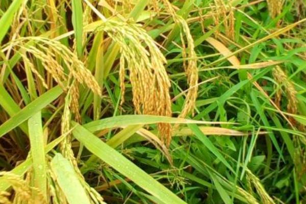 绥粳25水稻品种介绍