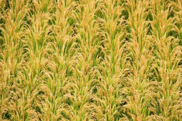 高产水稻品种