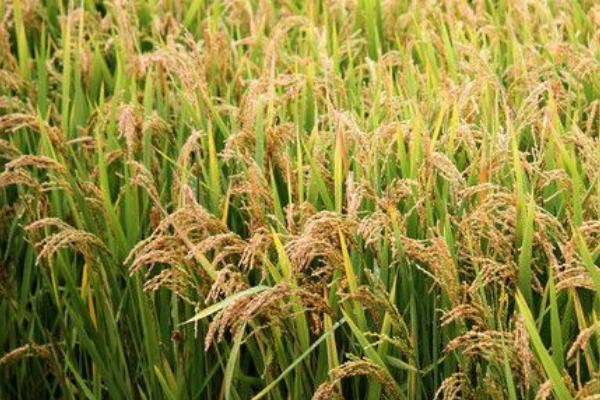 高产水稻品种