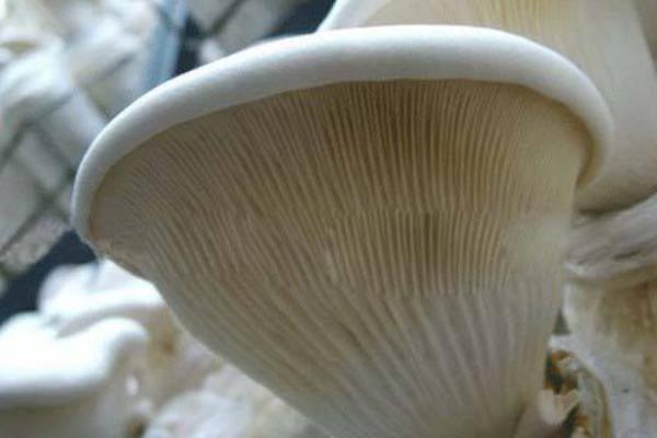 白灵菇功效与作用 白灵菇营养价值