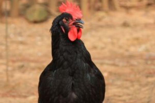 黑凤鸡的功效与作用 黑凤鸡的营养价值
