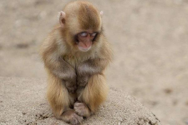 养猴子需要什么手续 猴子能养吗