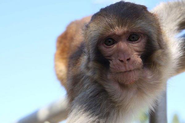 养猴子需要什么手续 猴子能养吗