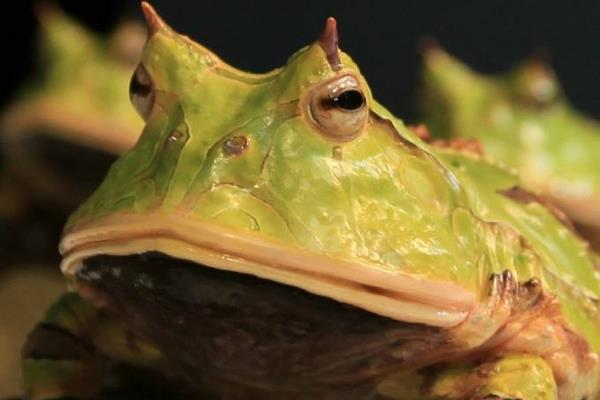 角蛙是蟾蜍还是青蛙 被角蛙咬了怎么办