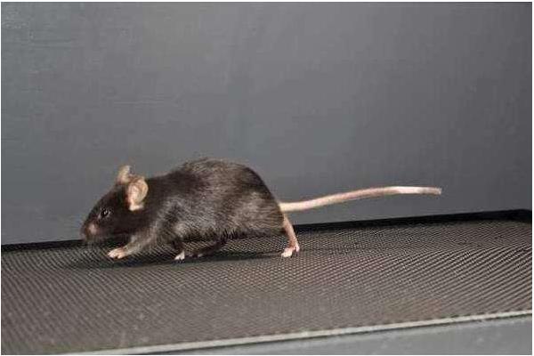 老鼠的寿命有多长 老鼠的智商有多高