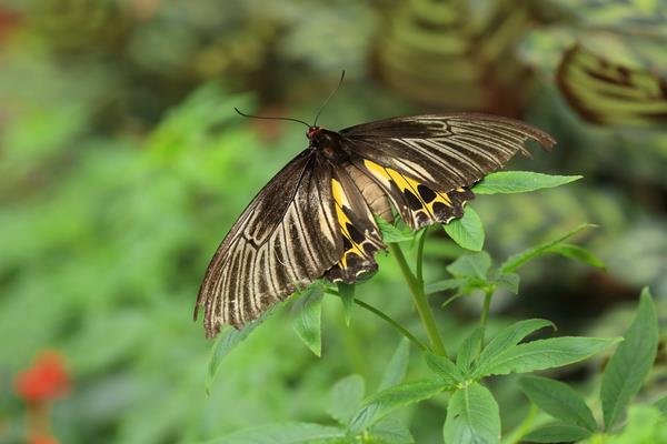 蝴蝶像什么 蝴蝶有几条腿 蝴蝶的寿命是多少天