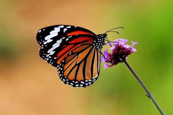蝴蝶像什么 蝴蝶有几条腿 蝴蝶的寿命是多少天