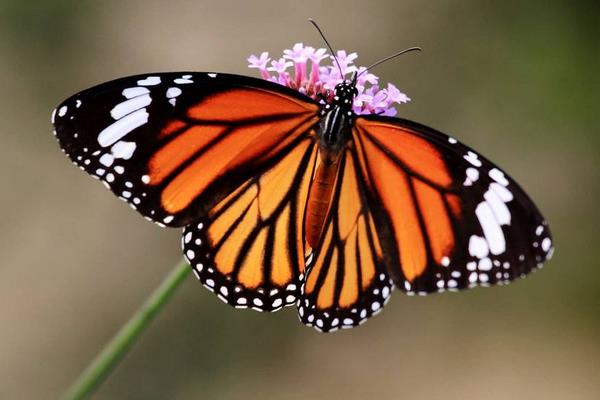 蝴蝶是什么变的 蝴蝶的生长过程