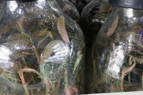 金线莲有几种（不同品种之间的区别） 野生金线莲属几级保护植物