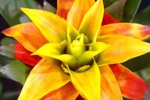 凤梨花的种类有哪些 凤梨花花语是什么
