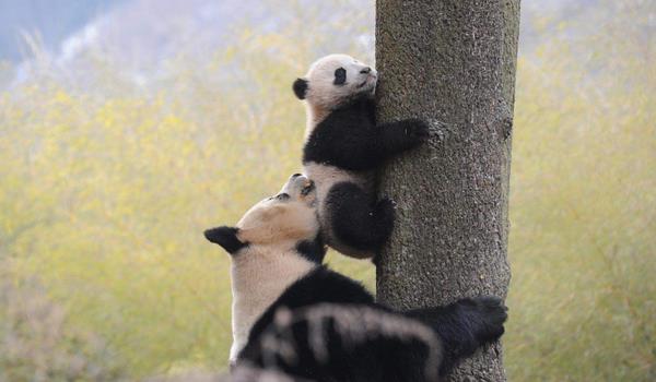 大熊猫为什么濒临灭绝 熊猫为什么没有天敌