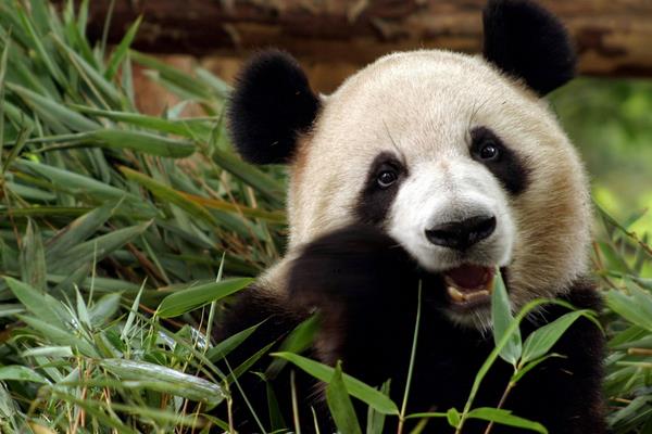 大熊猫为什么濒临灭绝 熊猫为什么没有天敌