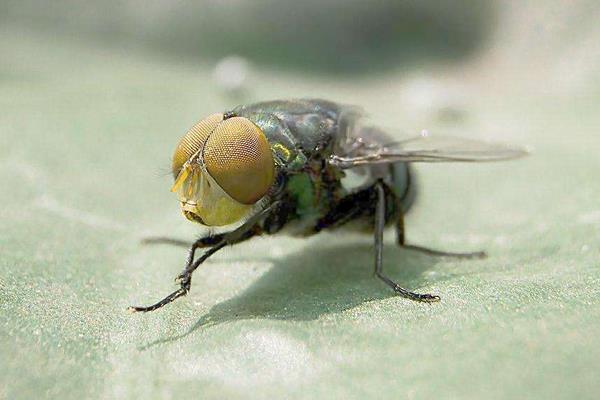 苍蝇和蚊子的区别是什么 苍蝇和蚊子谁飞得快
