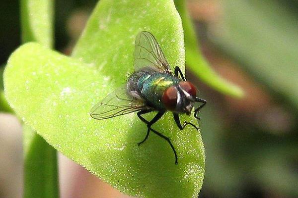 苍蝇和蚊子的区别是什么 苍蝇和蚊子谁飞得快