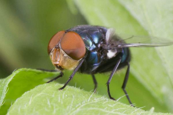 苍蝇的寿命有多长 苍蝇如何繁殖