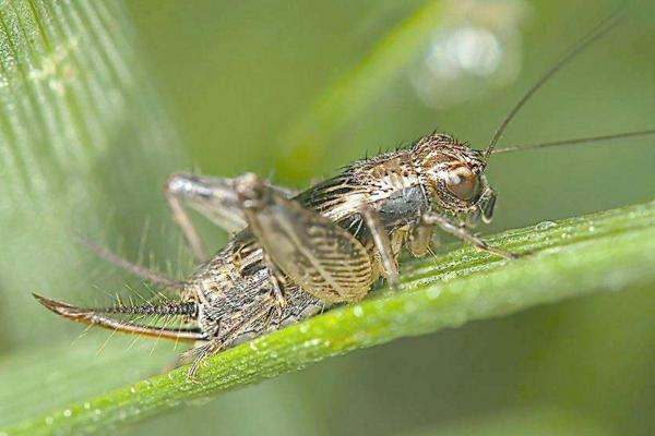 蟋蟀是靠什么发出鸣叫声的 蟋蟀吃什么食物