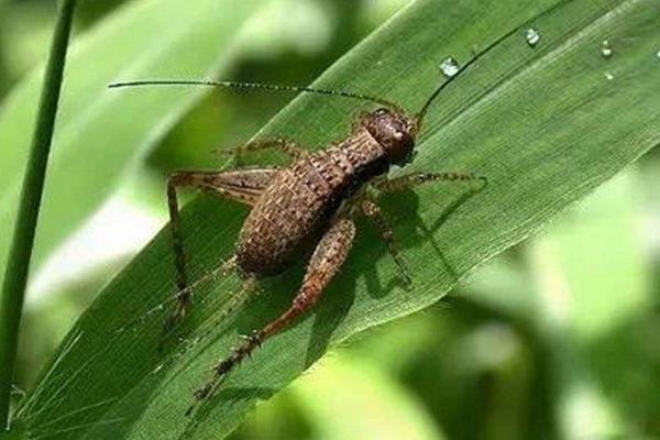 蟋蟀是靠什么发出鸣叫声的 蟋蟀吃什么食物