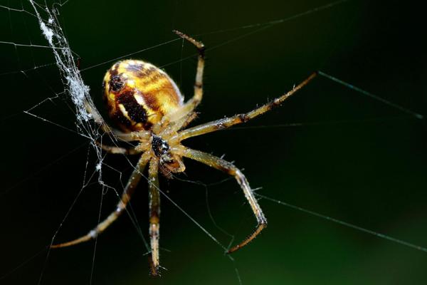 蜘蛛有多少种类 蜘蛛最怕什么动物（天敌是谁）