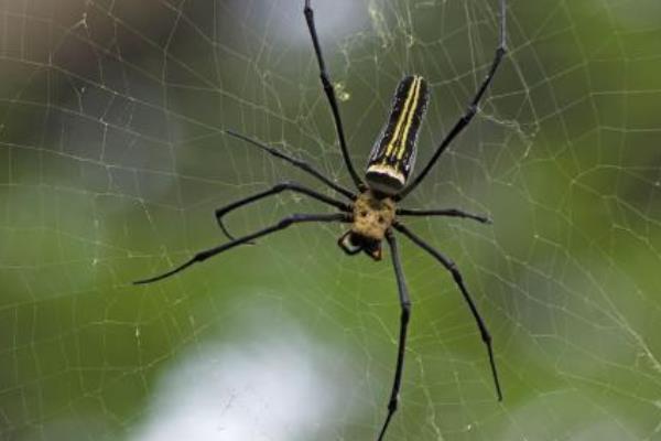 蜘蛛如何捕食 蜘蛛有多少条腿