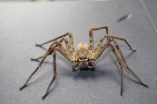 蜘蛛如何捕食 蜘蛛有多少条腿