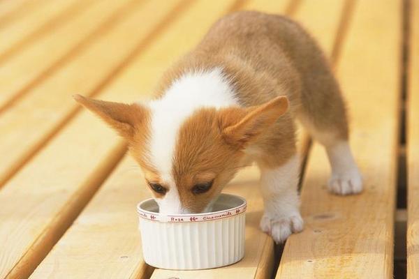 狗会吃狗肉吗 狗吃狗肉的后果是什么