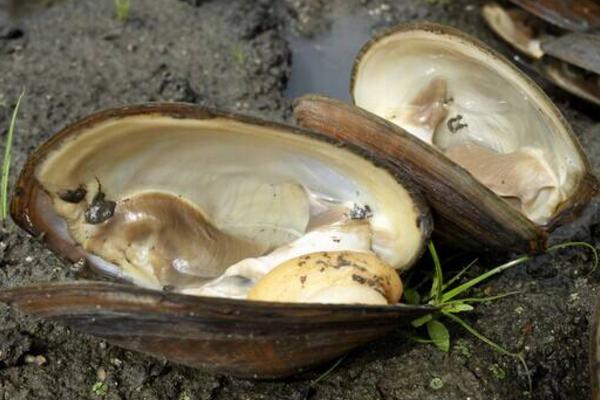 河蚌有毒吗 河蚌寄生虫能煮死吗