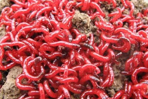 红虫颗粒怎么用 丰年虾和红虫哪个好