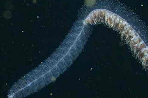 管水母特点介绍 巨型管水母为什么会爆炸