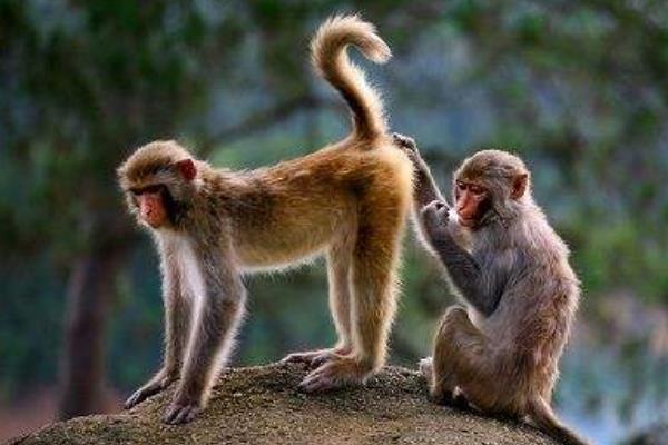 猴子的尾巴像什么 猴子的尾巴有什么作用