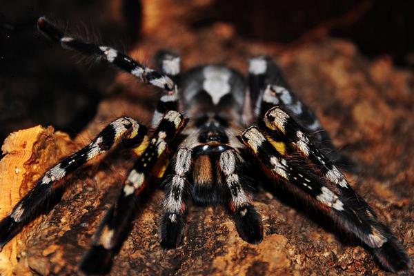 毒蜘蛛和无毒蜘蛛的区别是什么 蜘蛛结网原因
