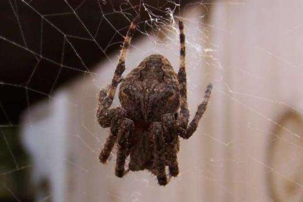 毒蜘蛛和无毒蜘蛛的区别是什么 蜘蛛结网原因