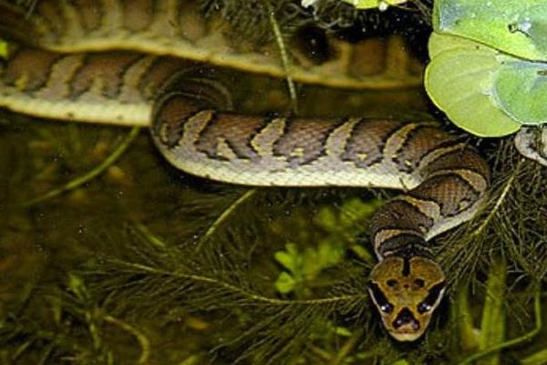 水蛇怎么养 水蛇养殖技术