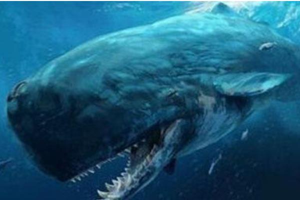 鲸鱼有多少种 世界上最大的鲸鱼是什么鲸鱼