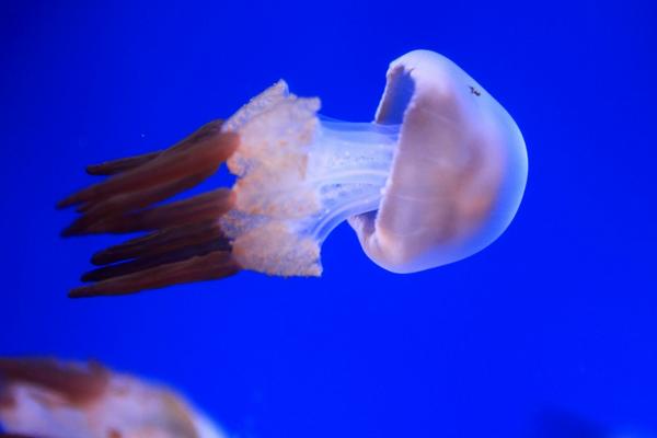 海月水母怎么吃 海月水母好吃吗
